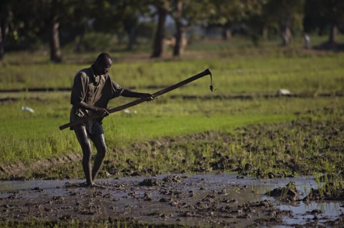 1778280922_Un agriculteur cultive son champ de riz en Haïti. Photo FAO Walter Astrada